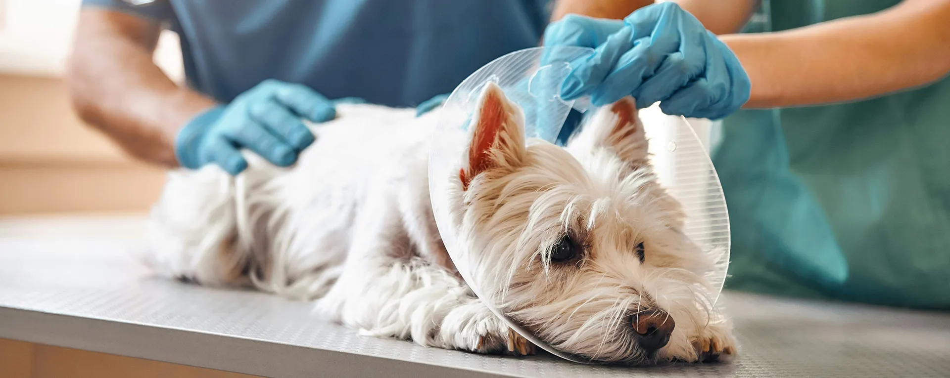 How Petzey increased user count drastically thanks to Montrose solutions