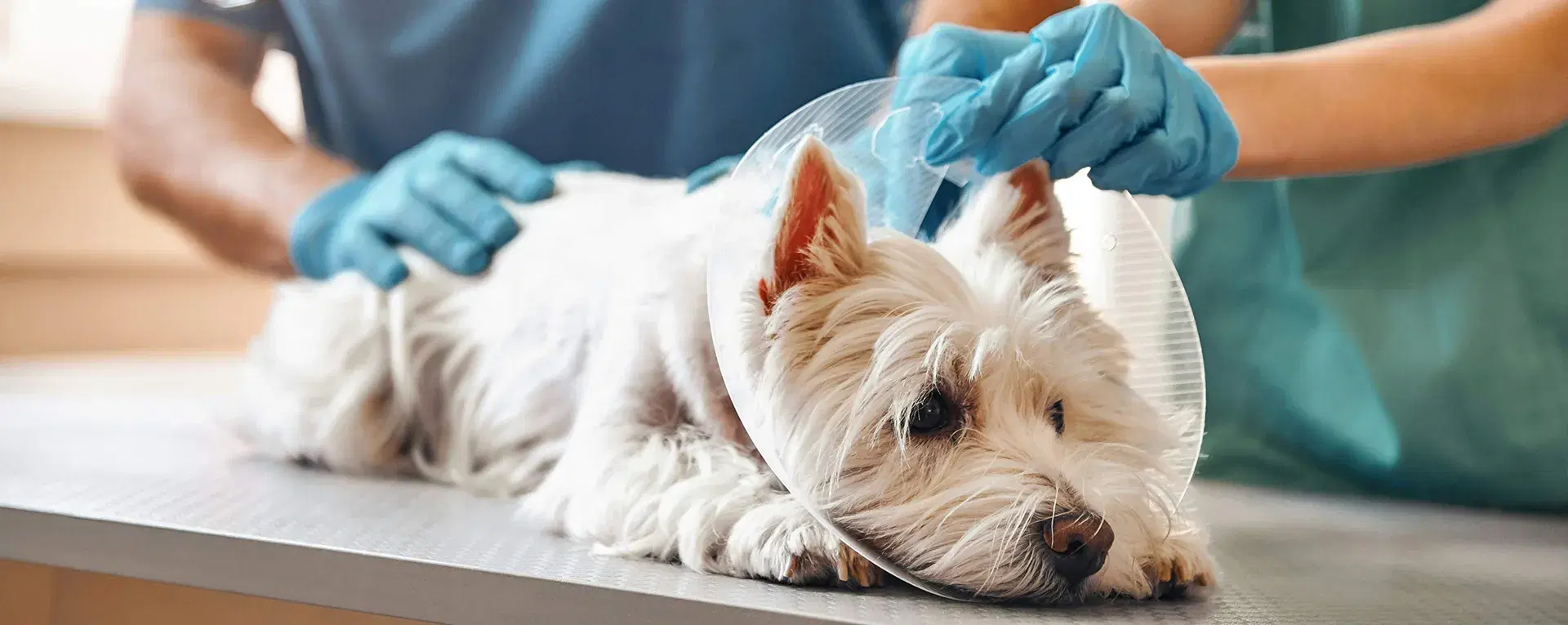 How Petzey increased user count drastically thanks to Montrose solutions